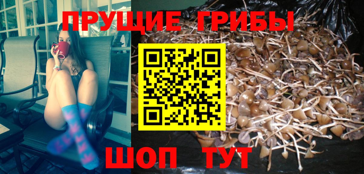 Черемхово  Псилоцибиновые грибы MAGIC MUSHROOMS  Вход с VPN 